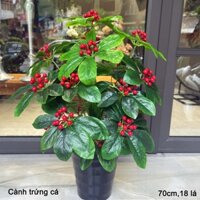 Cây Giả 🌺 Cây Kim Ngân Lượng Trứng Cá Cao 70cm