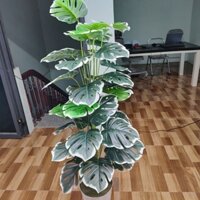 Cây giả, cây lá rùa viền trắng, cây trầu bà trang trí. shop mới bán lỗ lấy đánh giá.