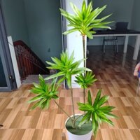 Cây giả, cây phát lộc, Cây thủy trúc decor trang trí siêu xinh