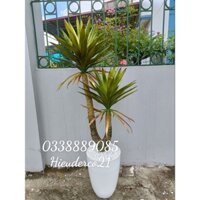 Cây giả - Cây phát tài núi, cây huyết rồng 2 nhánh cao 1.4m derco trang trí cực đẹp, ảnh  thật ạ.