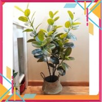 Cây giả-Cây Phúc(cây Phước) 1m kèm chậu,decor siêu đẹp - Kho Sỉ Tuyên Quang
