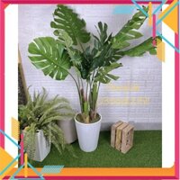 Cây giả-cây trầu bà tay phật-Mai Rùa có hoa ,decor trang trí nội thất - Kho Sỉ Tuyên Quang