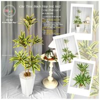 Cây giả, Cây Trúc Bách Hợp giả _ Cây Phát Lộc 85cm,1m1,1m2 trang trí nhà cửa, homestay, spa, coffee