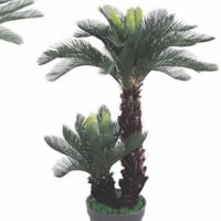 Cây giả - cây vạn tuế 2nhánh