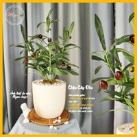 Cây giả, Chậu cây Oliu để bàn trang trí nhà cửa cao 42cm
