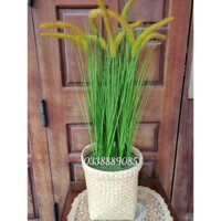 Cây giả - cỏ đuôi chồn Nam Phi trang trí cực sang, giá lại cực đẹp ạ
