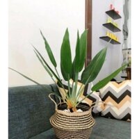 Cây giả - cụm lá thiên điểu 7 lá (Hà Nội ship trong ngày)