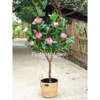 cây giả decor- cây hồng trà trứng(aenh và video thật)