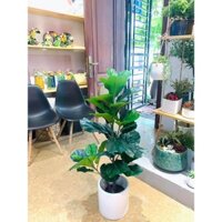 Cây giả Decor trang trí - cây Bàng Singapore [Giống thật 99%]