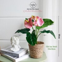 Cây giả, Hồng Môn 3 bông chậu Lục Bình, trang trí để bàn