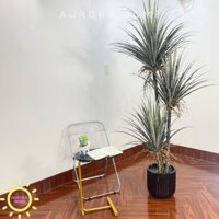 Cây giả Premium cây huyết rồng trang trí (210cm)