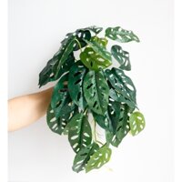 Cây giả, Rũ Trầu trang trí nhà cửa