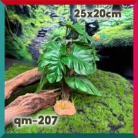 Cây giả trang trí chuồng bò sát, chuồng ốc mượn hồn có đế QM-207