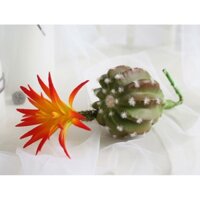 Cây giả- Xương rồng giả đẹp trang trí nội thất