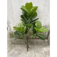 (Cây Giả)Cây Bàng singapore cao 1m( không kèm chậu)