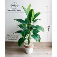 Cây giả.Cây Chuối giả 18 lá trang trí nhà cửa