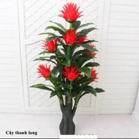 Cây giả_Cây Hoa Thanh Long (cây phát tài phát lộc) 9 quả, cao 1.7M