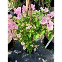 Cây 🌲 Giấy Hồng Gân leo