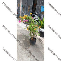 cây giấy leo (hàng đẹp)