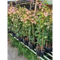 cây giấy phớt hồng sakura leo