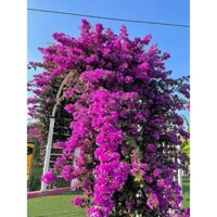 Cây 🌲 Giấy Tím Huế leo giàn