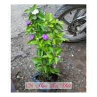 CÂY GIỐNG BẦU LỚN HOA NHÀI NHẬT TÍM ĐỔI MÀU