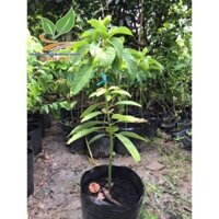 Cây giống bơ 034 một năm cho trái - Nhà Vườn Khánh Võ