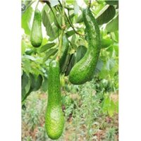 Cây giống Bơ 034 ( NỮ HOÀNG TRÁI DÀI giống đẹp, cây ghép cho trái sớm  ) [RẺ HƠN HOÀN TIỀN]