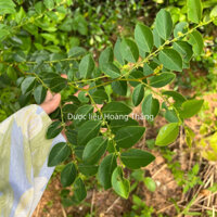 Cây giống bồ cu  vẽ chữa rắ.n cắ.n