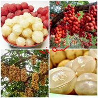 CÂY GIỐNG bòn bon ( cây giống siêu sớm có bảo hành)