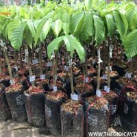 Cây giống bòn bon. Thái lan. Tặng kèm túi phân
