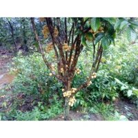 Cây giống bòn bon thái siêu quả