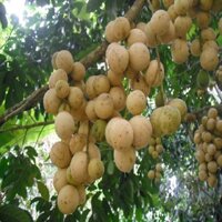 Cây giống bòn bon Thái