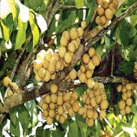 Cây giống bòn bon Thái