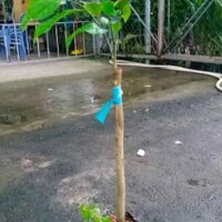 Cây Giống Bòn Bon