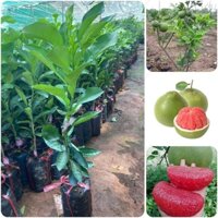 Cây giống Bưởi da xanh ruột hồng [ Cây ghép cho trái sớm, siêu trái ].