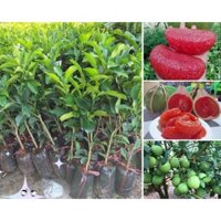 Cây giống Bưởi Da Xanh ruột hồng Ghép [ Cây đẹp, Siêu trái, siêu sớm ].