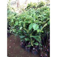 Cây giống Bưởi Da Xanh RUỘT HỒNG[ CÂY CHIẾT ] (Hoàn Xu Xtra+...)