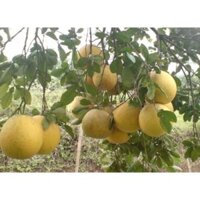 Cây giống bưởi diễn
