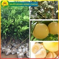Cây Giống BƯỞI ĐOAN HÙNG choai cao từ 1m-1,2m giống ghép chuẩn cho quả luôn siêu chất lượng, cây khỏe [sp38]