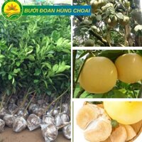 Cây Giống Bưởi Đoan Hùng Choai, Giống Ghép Chuẩn Cho Quả Luôn, Siêu Chất Lượng, Cây Khỏe