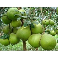 Cây giống Bưởi năm roi [ 5 roi ]