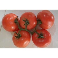 cây giống cà chua beef