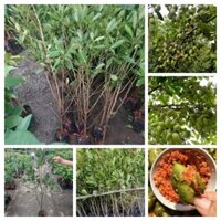 Cây giống Cà Na Thái trái quanh năm