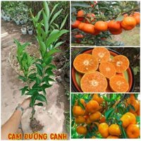 CÂY GIỐNG CAM CANH KHÔNG HẠT SIÊU NGỌT [ CÂY DỄ TRỒNG CAO 1M ] - TRỒNG chậu được, [ĐVVC NHANH]