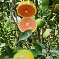 CÂY GIỐNG CAM CARA CAM RUỘT ĐỎ KHÔNG HẠT (giống cây xanh)
