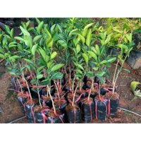 Cây giống Cam sành ghép cho quả sớm. [ VỎ MỎNG, NHIỀU NƯỚC , DỄ TRỒNG ] [ J&T ]