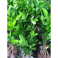 cây giống cam sành - Khu vườn xinh 689, Freeship extra+