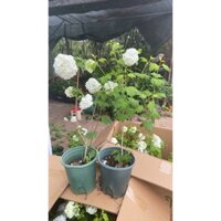 Cây giống cẩm tú cầu thân gỗ tuổi thọ lên đến vài trăm tuổi, cây cho hoa vào mùa hè