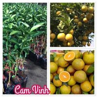 CÂY GIỐNG CAM VINH SIÊU QUẢ. [ giống chuẩn ]
